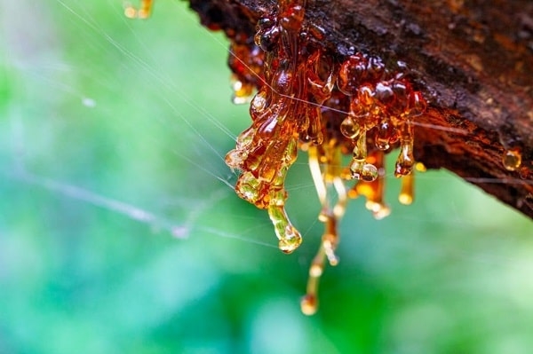 Hổ phách là gì?