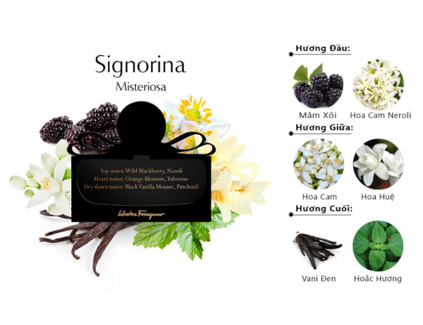 Các tầng mùi hương của nước hoa Signorina